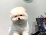 Orijinal Pomeranian Boo Yavrularımız