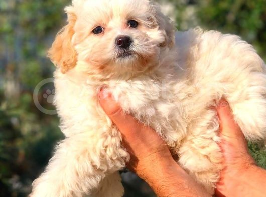 2 Aylık Erkek Maltipoo görsel