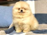 Türkiye'De Tek Gerçek Pomeranian Boo Teddy Bear