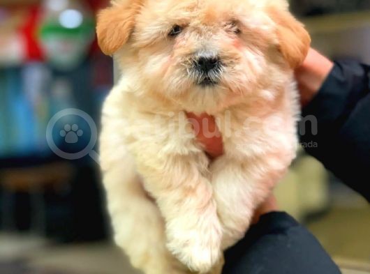 2.5 Aylık Erkek Maltipoo görsel