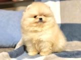 Türkiye'De Tek Gerçek Pomeranian Boo Teddy Bear