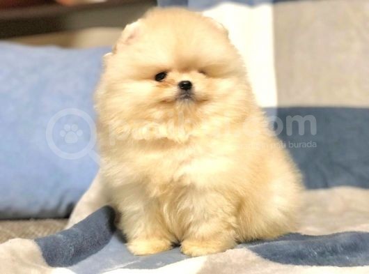 Türkiye'De Tek Gerçek Pomeranian Boo Teddy Bear görsel