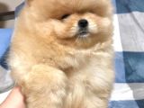 Türkiye'De Tek Gerçek Pomeranian Boo Teddy Bear