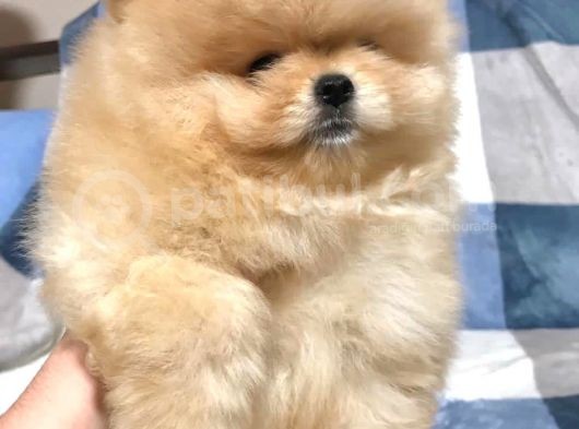 Türkiye'De Tek Gerçek Pomeranian Boo Teddy Bear görsel