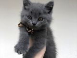 Safkan British Shorthair Sağlıklı Yavrular