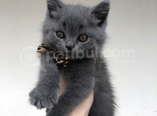 Safkan British Shorthair Sağlıklı Yavrular