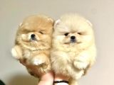 Türkiye'de Tek Gerçek Pomeranian Boo Teddy Bear