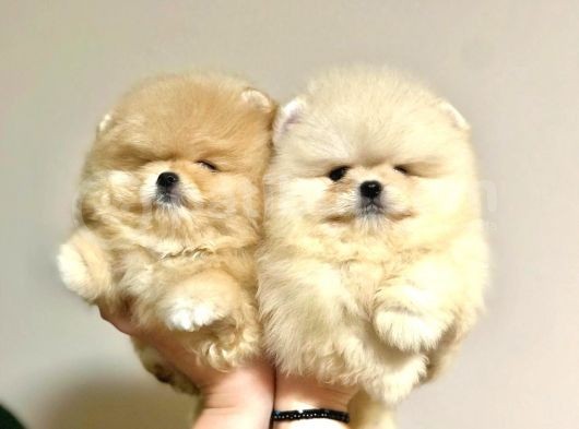 Türkiye'De Tek Gerçek Pomeranian Boo Teddy Bear