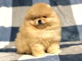 Türkiye'De Tek Gerçek Pomeranian Boo Teddy Bear