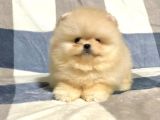 Türkiye'De Tek Gerçek Pomeranian Boo Teddy Bear