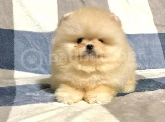Türkiye'De Tek Gerçek Pomeranian Boo Teddy Bear görsel