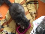 Yeni Yavrularımız British Shorthair