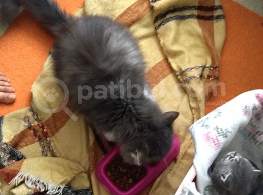 Yeni Yavrularımız British Shorthair görsel