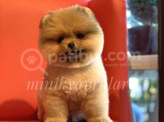 Safkan Teddy Face Pomeranian Boo Yavrularımız görsel