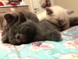 Safkan British Shorthair Sağlıklı Yavrular