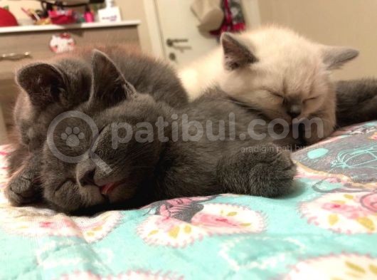 Safkan British Shorthair Sağlıklı Yavrular görsel