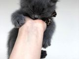 Safkan British Shorthair Sağlıklı Yavrular