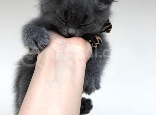 Safkan British Shorthair Sağlıklı Yavrular görsel
