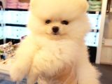 Pomeranian Boo Yavruları