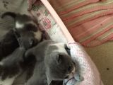 Yeni Yavrularımız British Shorthair