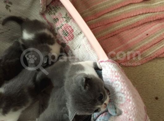 Yeni Yavrularımız British Shorthair görsel