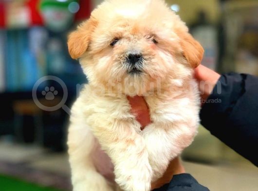 2.5 Aylık Erkek Maltipoo görsel