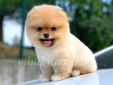 Safkan Irk Ve Sağlık Garantili Pomeranian Yavrularımız
