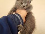 British Shorthair 2 Aylık Safkan Bebek