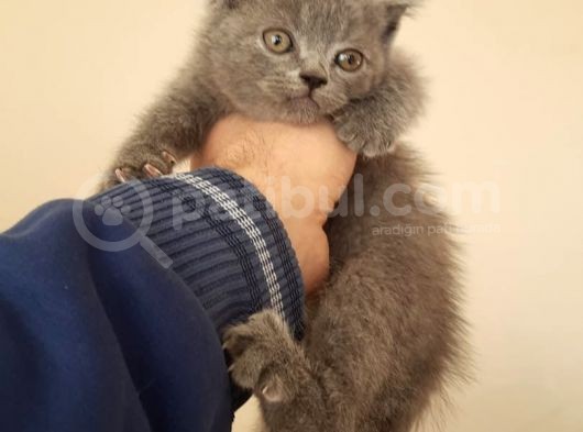 British Shorthair 2 Aylık Safkan Bebek