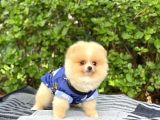 Sahibinden Orijinal Gülen Pomeranian Boo