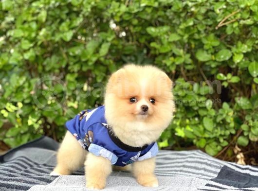 Sahibinden Orijinal Gülen Pomeranian Boo görsel