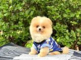 Sahibinden Orijinal Gülen Pomeranian Boo