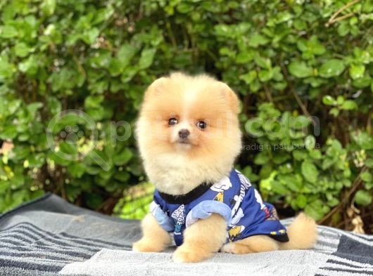Sahibinden Orijinal Gülen Pomeranian Boo görsel
