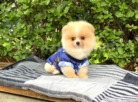 Sahibinden Orijinal Gülen Pomeranian Boo görsel