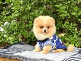 Sahibinden Orijinal Gülen Pomeranian Boo