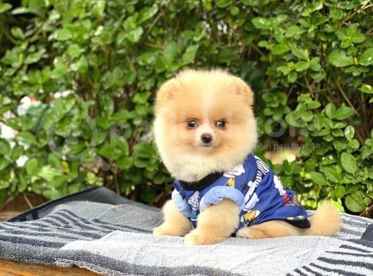 Sahibinden Orijinal Gülen Pomeranian Boo görsel