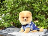Sahibinden Orijinal Gülen Pomeranian Boo