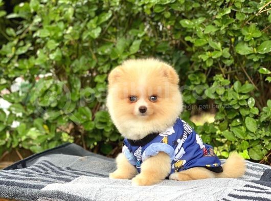 Sahibinden Orijinal Gülen Pomeranian Boo