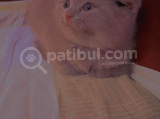 Aşılı Çiş Eğitimi Var görsel