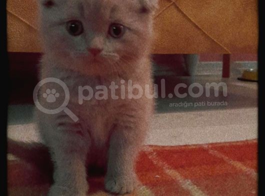 Aşılı Çiş Eğitimi Var görsel