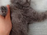 British Shorthair 2 Aylık Safkan Bebek
