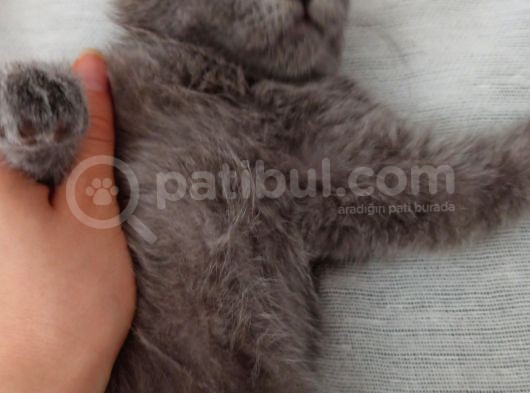 British Shorthair 2 Aylık Safkan Bebek görsel