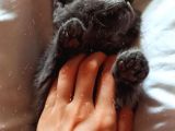 British Shorthair 2 Aylık Safkan Bebek