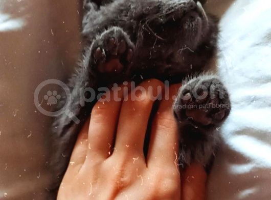 British Shorthair 2 Aylık Safkan Bebek görsel