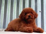 Çok Özel Poodle Yavruları