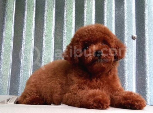 Çok Özel Poodle Yavruları
