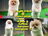 Pomerani̇an Oğlumuz Elma Safkan Irk / Yarışma Düzeyinde