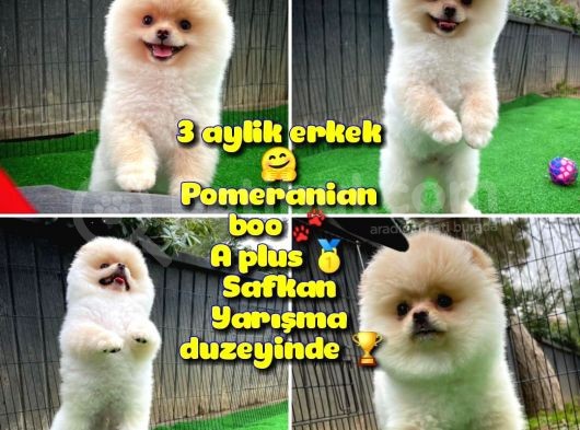 Pomerani̇an Oğlumuz Elma Safkan Irk / Yarışma Düzeyinde