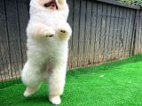 Pomerani̇an Oğlumuz Elma Safkan Irk / Yarışma Düzeyinde
