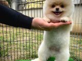 Pomerani̇an Oğlumuz Elma Safkan Irk / Yarışma Düzeyinde